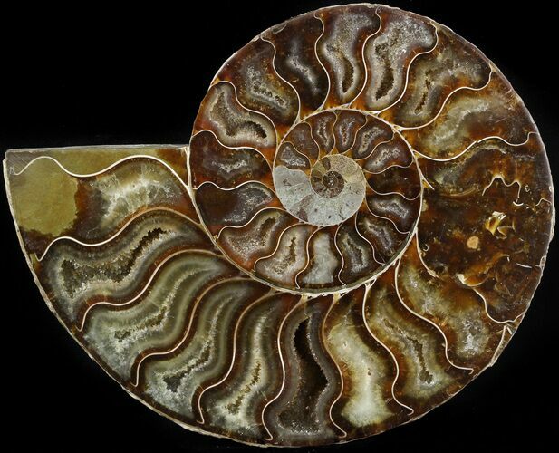 Ammonite Fossil (Half) - Million Years #42521